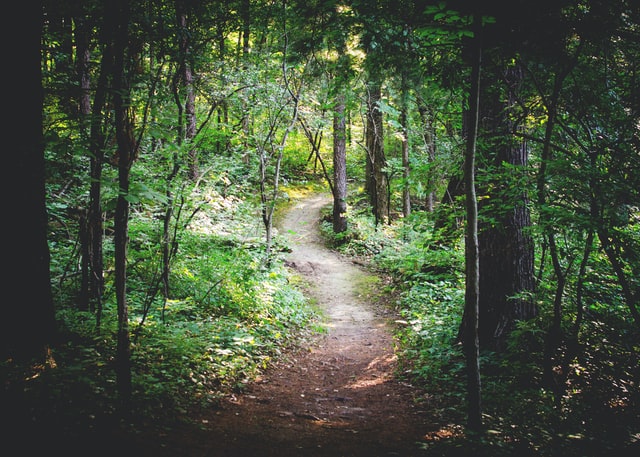 Winding dirt path disappearing into the forest