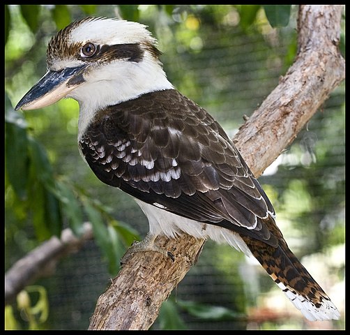 Laughing Kookaburra