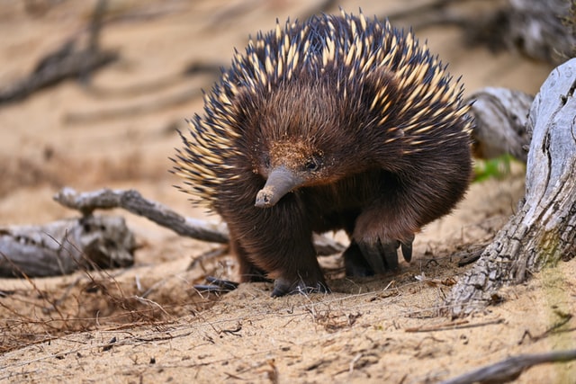 Echidna walking in desert