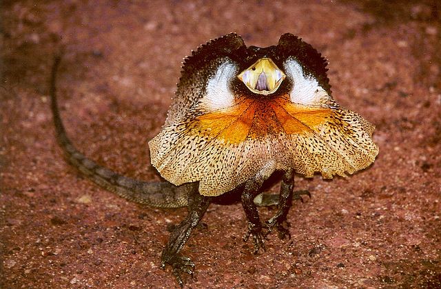 Frill-necked Lizard