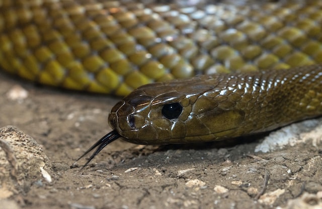 Inland Taipan