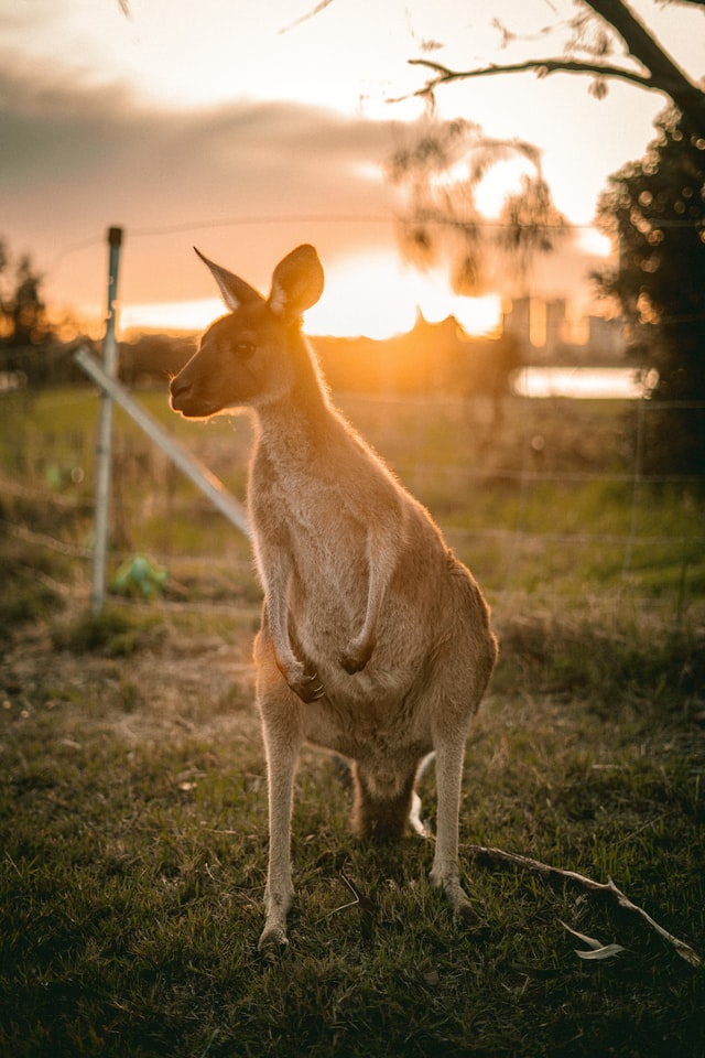 Kangaroo