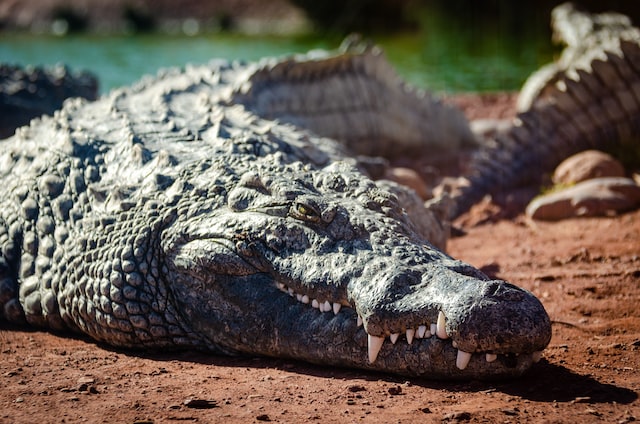 Saltwater Crocodile