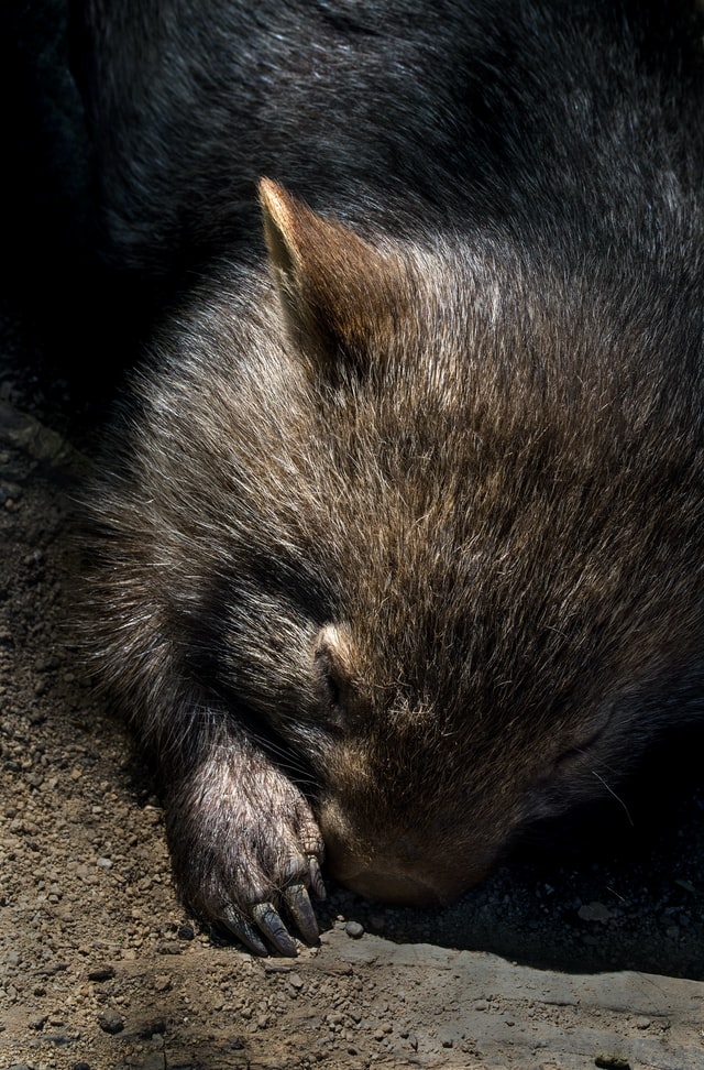 Wombat